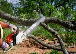 How Our Tree Care Process Works  in  Carlton, OR